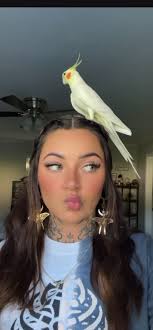 Lost cockatiel in Milroy, Iredell County, NC, near Curtis Pond neighborhood