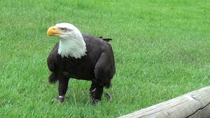 Adelaar amerikaanse zeearend blauw dierenrijk vogel. Bald Eagle Amerikaanse Zeearend Youtube