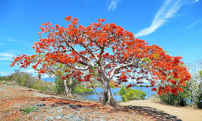 Image result for Delonix