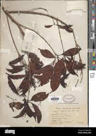 Image result for Corynanthe