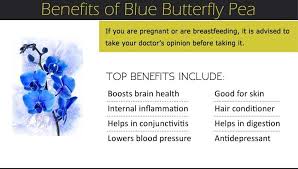 Blue Butterfly Pea Benefits Butterfly Pea Tea Butterfly Pea Butterfly Pea Flower Tea