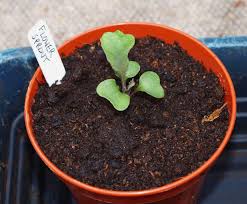 Aside from this, sprouts does have one of the largest selections in the area of bulk foods. Mark S Veg Plot Flower Sprouts