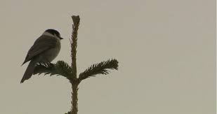 We did not find results for: Greater Victoria Birdwatchers Make Bid To Name Canada Jay National Bird Ctv News