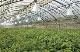 Huge savings · returns made easy · world's largest selection Greenhouse Miyazaki Uses Eye Metal Halide And Eye Hps Lamps To Maintain Download Scientific Diagram