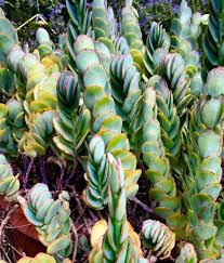 Kalanchoe Panamensis In 2020 Succulents Windowsill Garden Types Of Succulents
