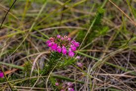 Image result for Smithia erubescens