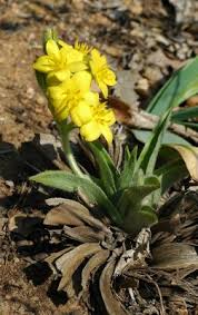 Image result for Hypoxidaceae