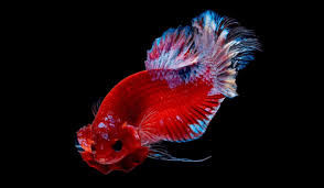 You cannot keep two or more males in the same tank. Do Betta Fish Get Lonely And What To Do About It