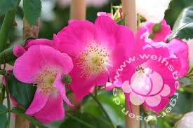 Rosa 'american pillar' систематика род шиповник (rosa) классы гибриды розы вишурана сорт 'american. Rose American Pillar Kletterrose Rambler Weinsberger
