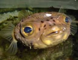 What You Should Know Before Getting A Porcupine Puffer Pethelpful