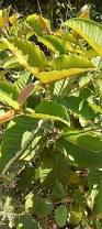 Image result for Harungana madagascariensis