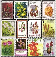 Image result for Alectra vogelii