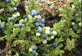 Einiber Plants