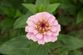 They're also a pollinator favorite. Zinnias Colorful Flower Varieties Are So Easy To Grow