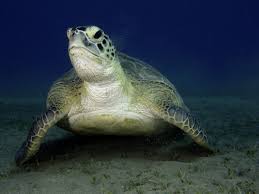 Foto Concorso Umberto Lucrezio Prosperi Tartarughe Subacqueo Diving