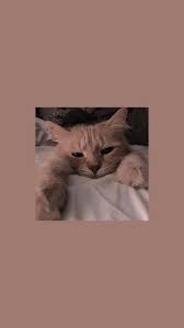  Buy Amazon Amzn To 31edjmn Trendy Wallpaper Fr Android Amp Iphone Bildschirm Sperren Wallpaper Bilds Locked Wallpaper Cute Cat Wallpaper Trendy Wallpaper