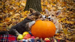 Canned Pumpkin For Dogs And Cats Is It Really Good For Them Canned Pumpkin For Dogs Dog Blog Dog Friends
