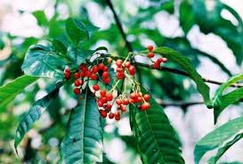 Image result for Rauvolfia mannii