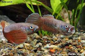 Betta Patoti Pet Fish Betta Betta Fish