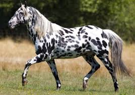 Maybe you would like to learn more about one of these? Appaloosa Horse Lifespan How Long Do They Live Horse Is Love