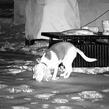 X vision night vision binoculars. X Vision Xanb20 Pro 150 Yard Range 2x Zoom Infrared Night Vision Binoculars Walmart Com Walmart Com