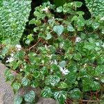 Image result for Impatiens bequaertii
