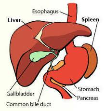 Bile ducts carry bile from your liver to your gallbladder for. Liver Injuries Home Care Ucsf Benioff Children S Hospital Oakland