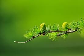 Most conifers bear their reproductive structures in cones. Coniferous Trees Lesson For Kids Types Facts Study Com