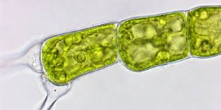 Image result for Bulbostylis microelegans