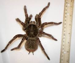 Live science is supported by its audience. Top 10 Biggest Spiders In The World Midway Nature