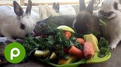 Another year, another scramble to find new easter dinner recipes. Publix Youtube