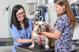 From dogs to rats, cats to amphibians and reptiles, university animal clinic serves the needs of all types of pets in lakewood ranch, sarasota, bradenton, and surrounding communities. Dogperfect And Animal Rescue Coalition Team Up Sarasota Fl Patch