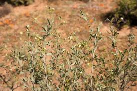 Image result for Montiniaceae