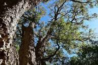 Nos arbres remarquables : le chêne-liège des Ormes