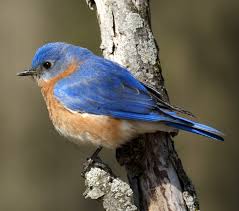 Blue Bird With Big Feathers Blue Colored Birds In The World Blue Colored Birds Beautiful Birds Blue Birds Missouri Birds Bird Pictures Blue Bird