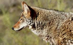 See full list on pestpointers.com How To Keep Your Pets Safe From Coyotes Val Heart