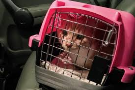 We did not find results for: How To Transport A Cat Long Distance 9 Best Tips By Citizenshipper