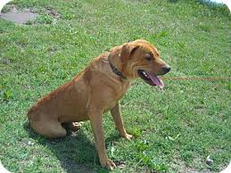 Pet Uploads Adoptapet Com 1 C 1 94351569 Jpg