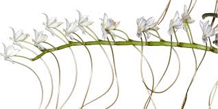 Image result for Aerangis stelligera