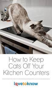 How To Keep Cats Off Your Kitchen Counters Lovetoknow Cat Training Cats Keeping Cats Off Counters