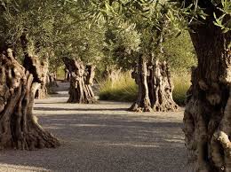 Stone Edge Farm A Peaceful Retreat In Northern California Remodelista Olive Tree Landscape Architecture Tree