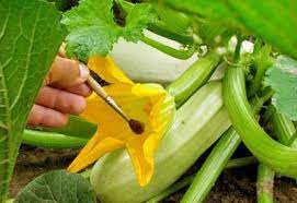 Vegetable gardening is a rewarding activity that can provide fresh, flavorful produce. Hand Pollination Tips And Techniques Planet Natural
