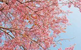 Hai navigato fino a qui per trovare informazioni su fiori d'inverno? Ciliegio In Fiore D Inverno Ecco Perche Pollicegreen