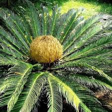 Image result for Cycas