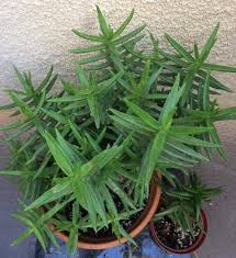 You have thorns too. the proud red rose looked angrily at the pine and said, i thought you had good taste! Crassula Tetragona Miniature Pine Trees Care Propagation Succulent Plant Care