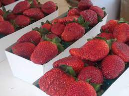 Maybe you would like to learn more about one of these? Strawberry Picking In Carlsbad At Home In Carlsbad