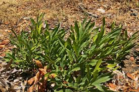 Image result for Dichapetalum deflexum