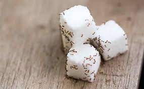 12 simple ways to control little ants. Easy Ways To Get Rid Of Sugar Ants In Your Florida Home Native Pest Mgmt