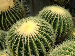 2560x1600 free download pictures of cactus. Cactus Wallpapers 1024x768 Desktop Backgrounds