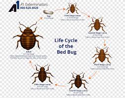 It is worth noting here that bite marks are one of the earliest. Insect The Bed Bug Bed Bug Bite Bed Bug Control Techniques Stage Spreading Pest Control Bed Bug Png Pngegg